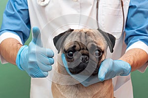 Veterinarian medical checkup a pug dog, advertisement of a clinic for pets. care and professional medical care of dog