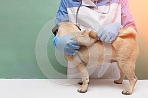 Veterinarian medical checkup a pug dog, advertisement of a clinic for pets. care and professional medical care of dog