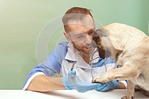 Veterinarian medical checkup a pug dog, advertisement of a clinic for pets. care and professional medical care of dog