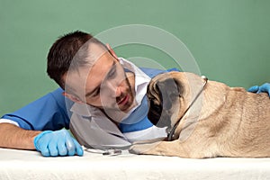 Veterinarian medical checkup a pug dog, advertisement of a clinic for pets. care and professional medical care of dog