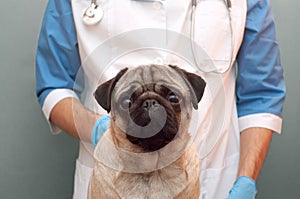 Veterinarian medical checkup a pug dog, advertisement of a clinic for pets. care and professional medical care of dog