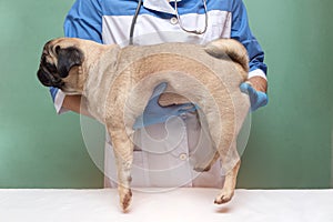 Veterinarian medical checkup a pug dog, advertisement of a clinic for pets. care and professional medical care of dog