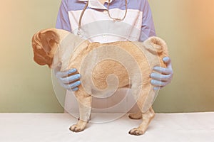 Veterinarian medical checkup a pug dog, advertisement of a clinic for pets. care and professional medical care of dog