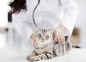 Veterinarian medical doctor with cat