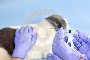A veterinarian in medical gloves holds a syringe before injection into a cat