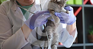 Veterinarian in medical gloves and white coat listens to sick weakened kitten with stethoscope