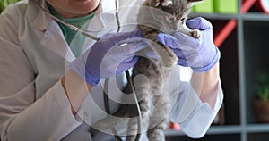 Veterinarian in medical gloves and white coat listens to sick weakened kitten with stethoscope