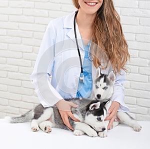 Veterinarian in modern clinic caring about little husky dogs.