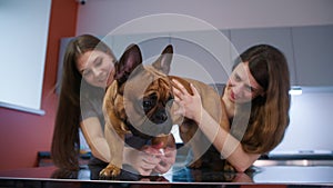 Veterinarian and nurse bandaging dog broken paw in clinic