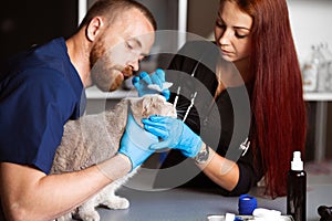 Veterinarian and nurse treat wounded cat