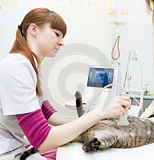 Veterinarian performed an ultrasound examination a cat photo