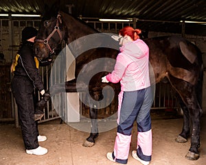 Veterinarian performing cardiac auscultation on horse photo