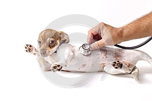 Veterinarian Pets Checkup photo