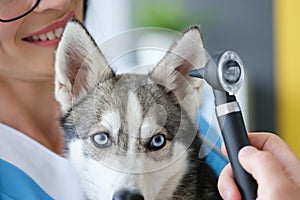 Veterinarian performs ear examination in husky dog clinic