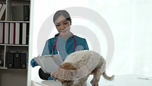 Veterinarian petting a scared corgi dog Visit the animal clinic Veterinarian doctor examining a patient of a Shih Tzu dog