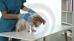 Veterinarian petting a scared corgi dog Visit the animal clinic Veterinarian doctor examining a patient of a Shih Tzu dog