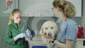 A veterinarian prepares to check a dog's ears.