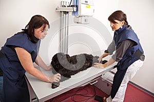 Veterinarian preparing dog for x-ray