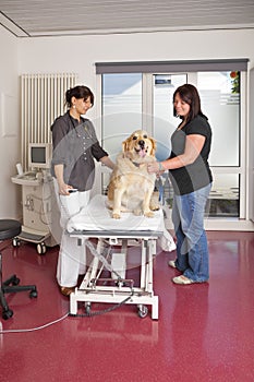 Veterinarian preparing for ultrasonic examination