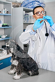 Veterinarian preparing a vaccine to a domestic dog