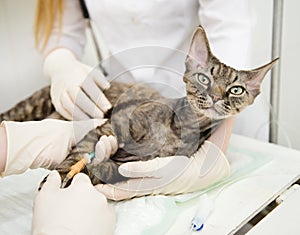 Veterinarian provides medical care to the sick cat photo