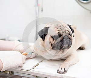 Veterinarian provides medical care to the sick dog photo