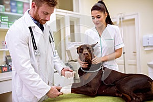 Veterinarian putting bandage on dog sick leg