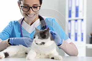 Veterinarian at the reception examines the cat.