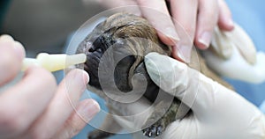 A veterinarian removes mucus from the nose and mouth of a newborn puppy with an aspirator so that the baby can breathe
