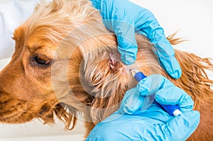 Veterinarian removing a tick from the Cocker Spaniel dog