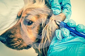 Veterinarian removing a tick from the Cocker Spaniel dog