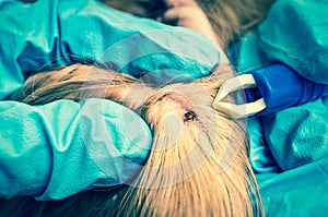 Veterinarian removing a tick from the Cocker Spaniel dog