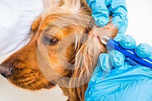 Veterinarian removing a tick from the Cocker Spaniel dog