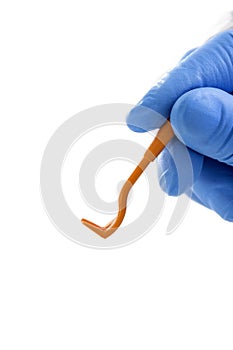 Veterinarian`s hands poses with tweezers for removing ticks on white backgrough