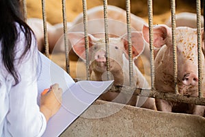 The veterinarian is saving information about the piglets in the notebook. For good health and prevention of swine flu. Soft focus