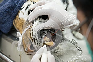 Veterinarian is scaling tiger photo