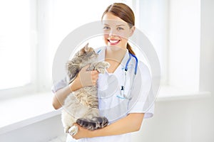 Veterinarian with a scottish cat