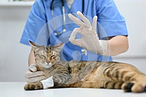 A veterinarian showing okay hand sign with an adorable cat on a table in an examination room