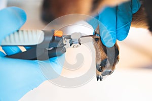 Veterinarian specialist holding small dog, process of cutting dog claw nails of a small breed dog with a nail clipper tool, close