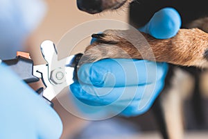 Veterinarian specialist holding small dog, process of cutting dog claw nails of a small breed dog with a nail clipper tool, close