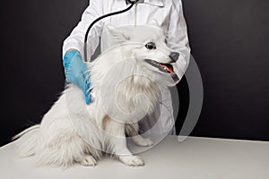 Veterinarian with stethoscope cheks the smiling white dog on veterinary table table. Pet care theme