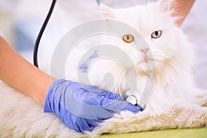 Veterinarian with stethoscope examining white persian cat at off photo