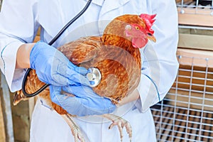 Veterinarian with stethoscope holding and examining chicken on ranch background. Hen in vet hands for check up in natural eco farm