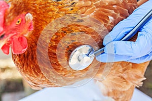 Veterinarian with stethoscope holding and examining chicken on ranch background. Hen in vet hands for check up in natural eco farm