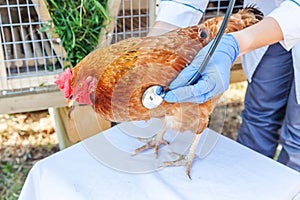 Veterinarian with stethoscope holding and examining chicken on ranch background. Hen in vet hands for check up in natural eco farm