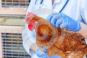 Veterinarian with stethoscope holding and examining chicken on ranch background. Hen in vet hands for check up in natural eco farm