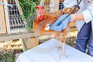 Veterinarian with stethoscope holding and examining chicken on ranch background. Hen in vet hands for check up in natural eco farm