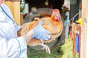 Veterinarian with stethoscope holding and examining chicken on ranch background. Hen in vet hands for check up in natural eco farm