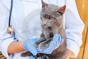 Veterinarian with stethoscope holding and examining gray kitten. Close up of young cat getting check up by vet doctor hands.