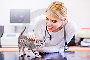 Veterinarian with stethoscope holding little sore cat. Veterinar